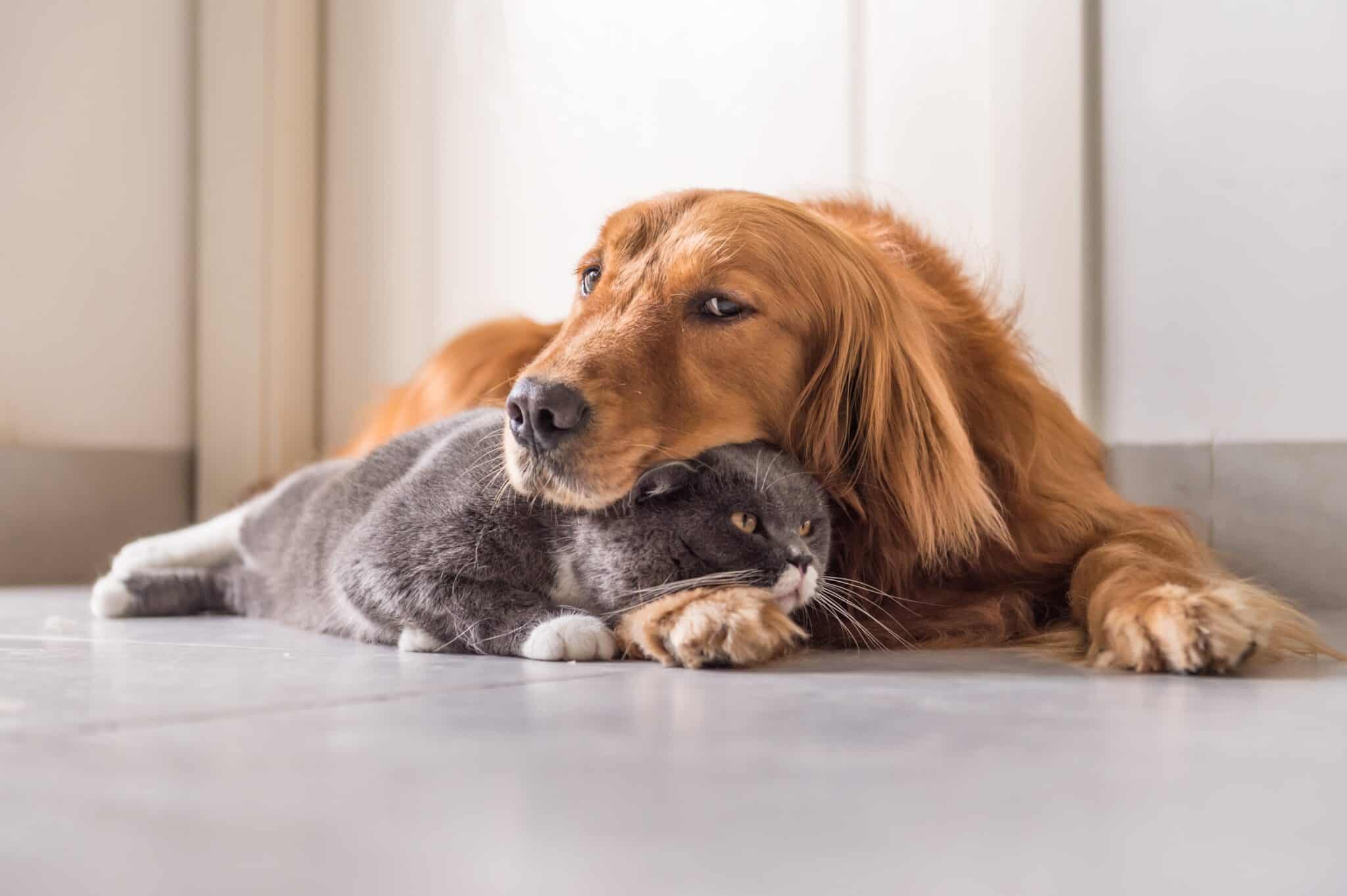 Tips on Introducing Cats and Dogs - PetLovers