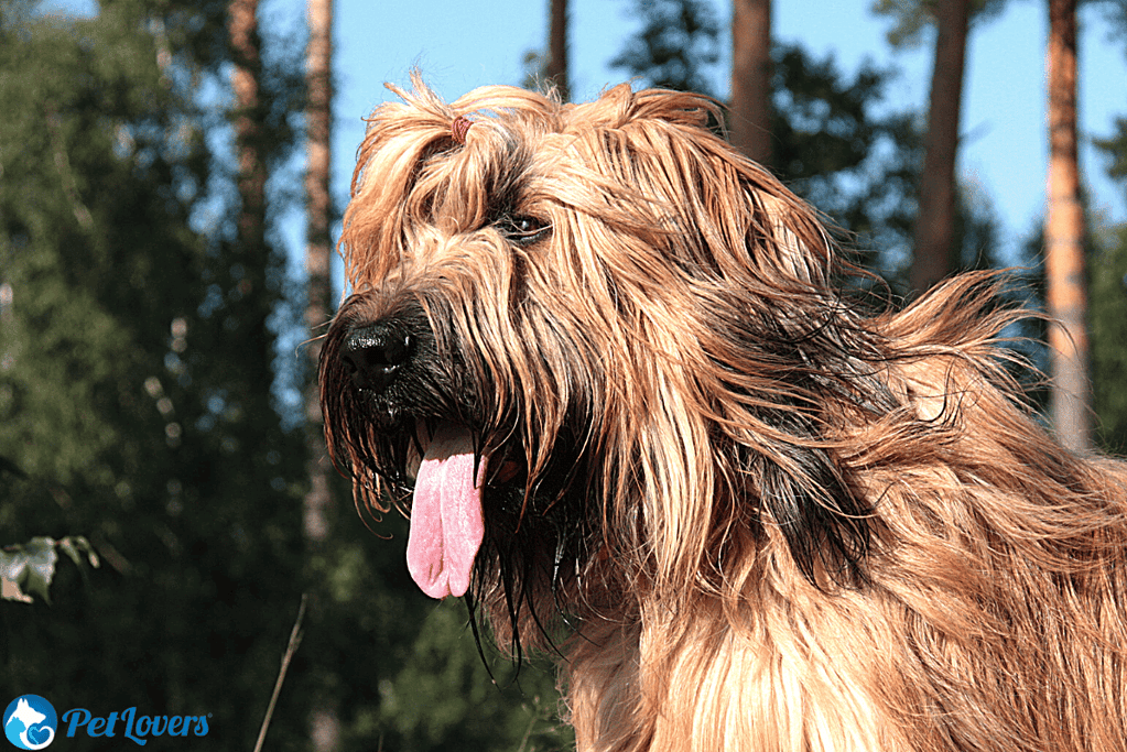 Briard