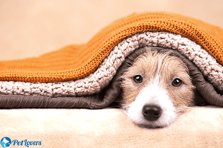 How To Get Dog Hair Out Of Blankets - PetLovers