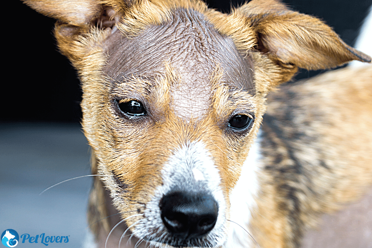 dog alopecia treatment