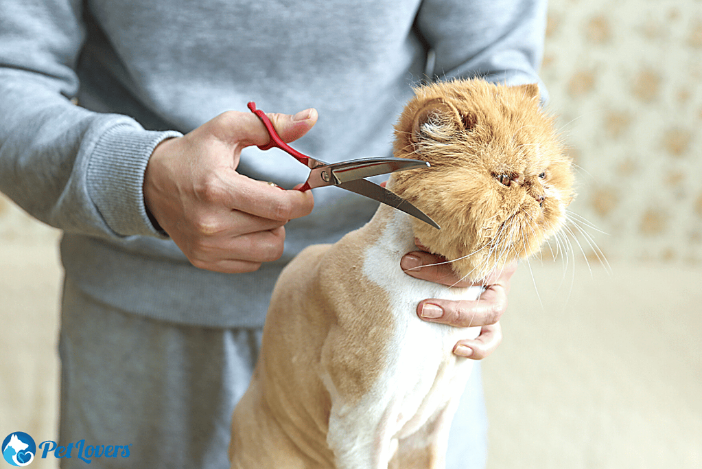 Why Is My Cat Shedding so Much? - PetLovers