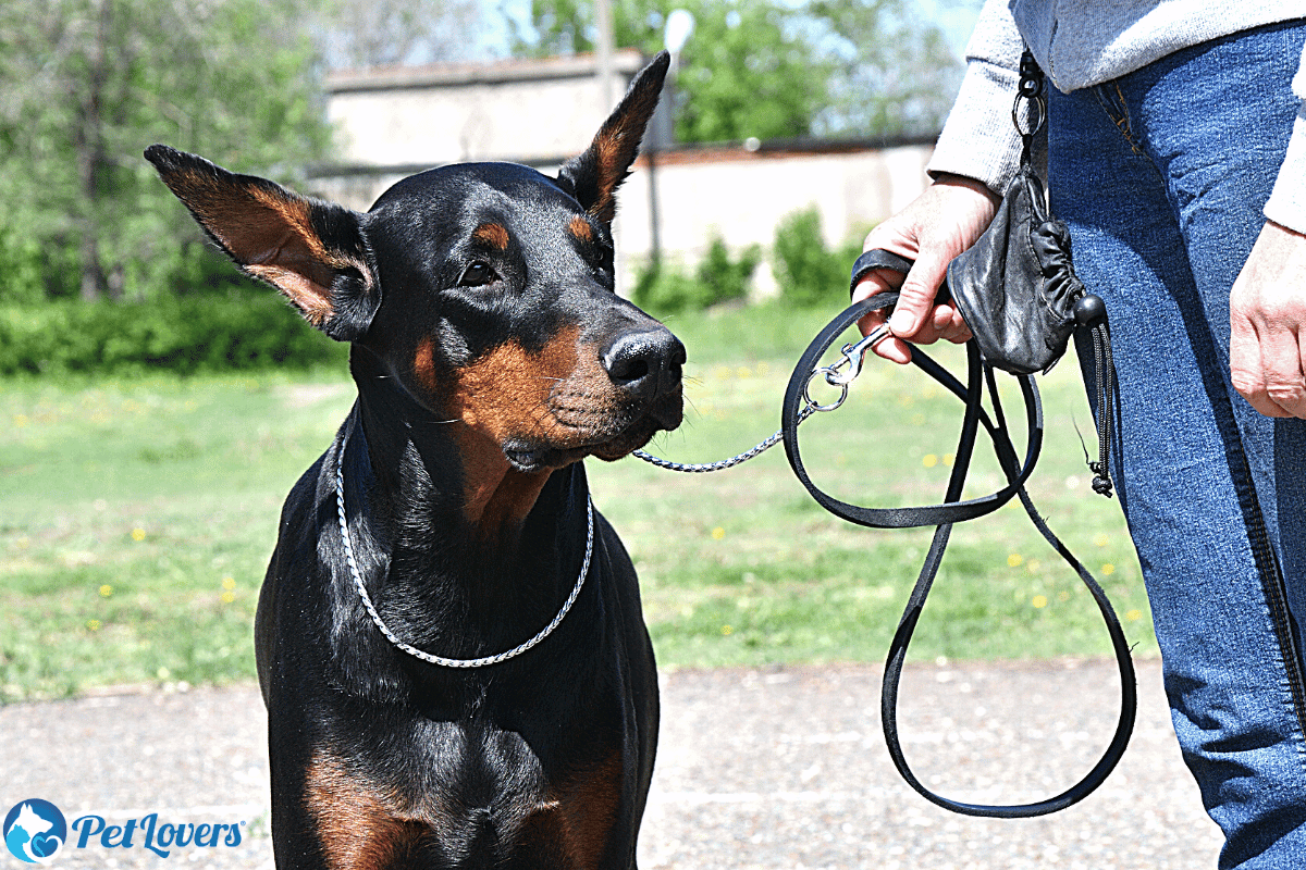 Do Dobermans Shed? - PetLovers