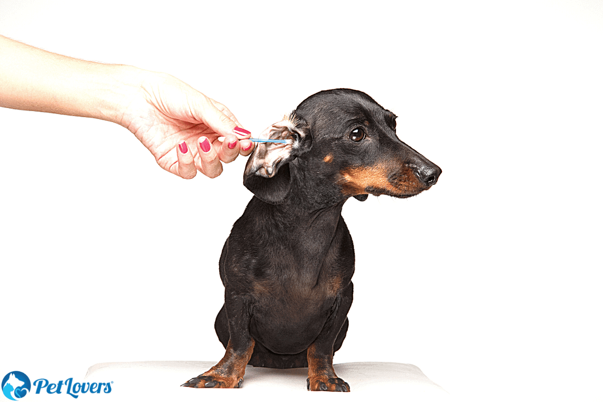 Removing Hair In Dog S Ears PetLovers   Earhair 768x512 